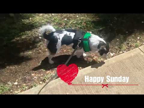 download lagu mp3 mp4 Birthday Cake Waikiki, download lagu Birthday Cake Waikiki gratis, unduh video klip Birthday Cake Waikiki