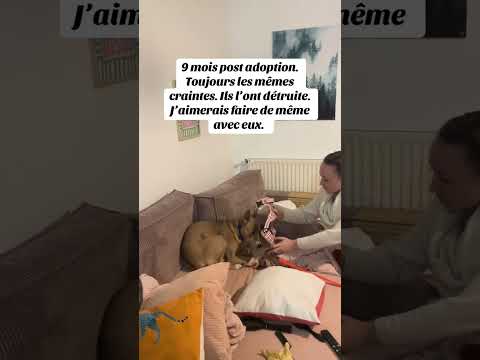 Comment peut-on faire ça aux animaux ? 😡😔