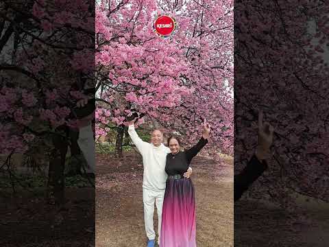 Real journeys. Real experiences. Real smiles. | Kesari Tours | Japan Cherry blossoms