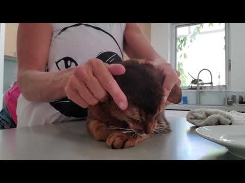 Crystal the Pet Nanny. LLC video.