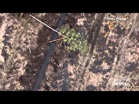 DEFORESTATION (DEFORESTATION)