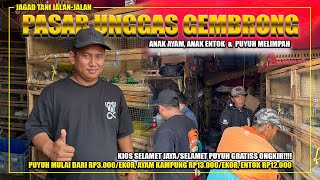 Download lagu UPDATE ON PRICES OF MUSHROOM AND CHICKEN SEEDLINGS AT THE SELAMET PUYUH KIOSK, A TRIP TO GEMBRONG... mp3 Download lagu UPDATE ON PRICES OF MUSHROOM AND CHICKEN SEEDLINGS AT THE SELAMET PUYUH KIOSK, A TRIP TO GEMBRONG... mp3