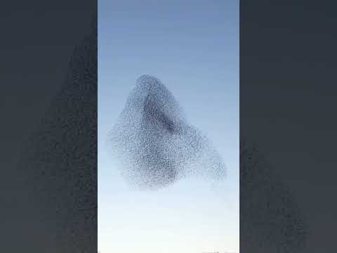 The Secrets and Science Behind Starling Murmurations @bdwildbird