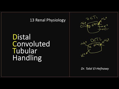 13 Renal Physiology - DCT handling