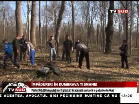 impaduriri in dumbrava tismanei