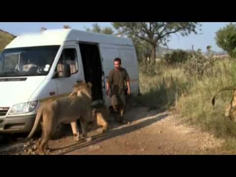 Lion Ranger "Mafumu & Vayetsi"