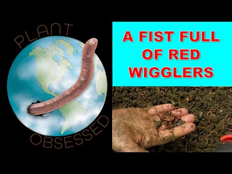 RED WIGGLER ONLY WORM BINS