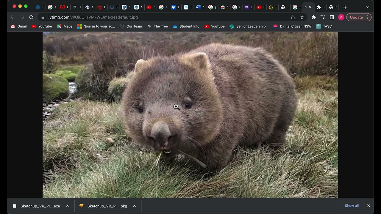 view image chrome extension install