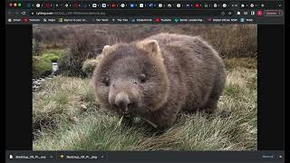 view image chrome extension install