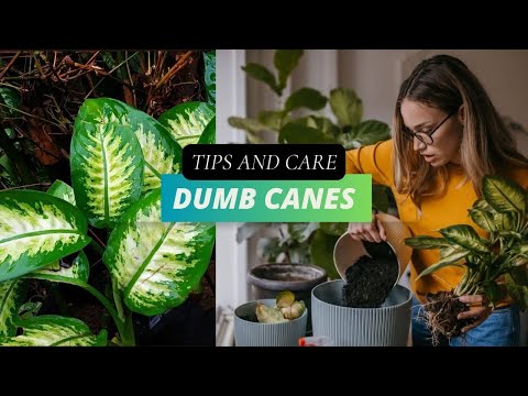 , title : 'How to Care for a Dieffenbachia | Dumb Cane Plant'