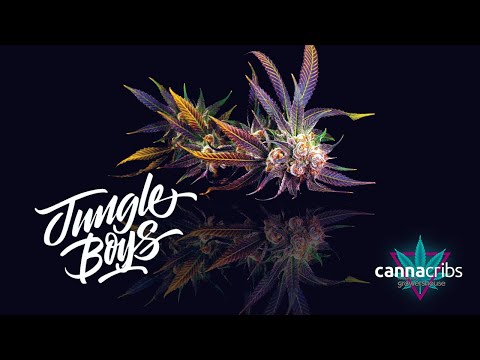 Rare Look at the Legendary Jungle Boys in Los Angeles - Growing Techniques, Unique Strains, and More