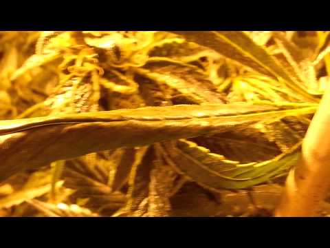 Update: lady sativa genetics