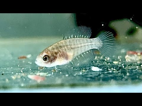 アフィセミオン・オーストラーレについて詳しく解説