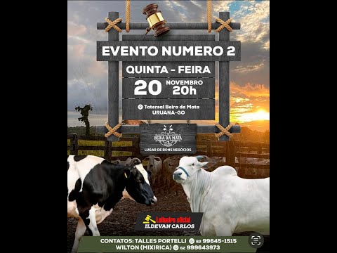 Beira da Mata Leilões - Uruana GO - Leilão de Gado de Corte em Goiás @canal.boiadeiro #live #gado