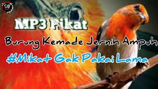 Download lagu Suara Pikat Burung Kemade Ampuh Dan Jernih... mp3