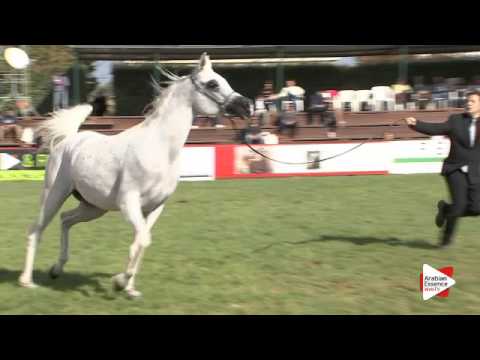 N.45 TF LADY ROYAL - Arezzo 2015 - 7-9 year old mares (Class 5)