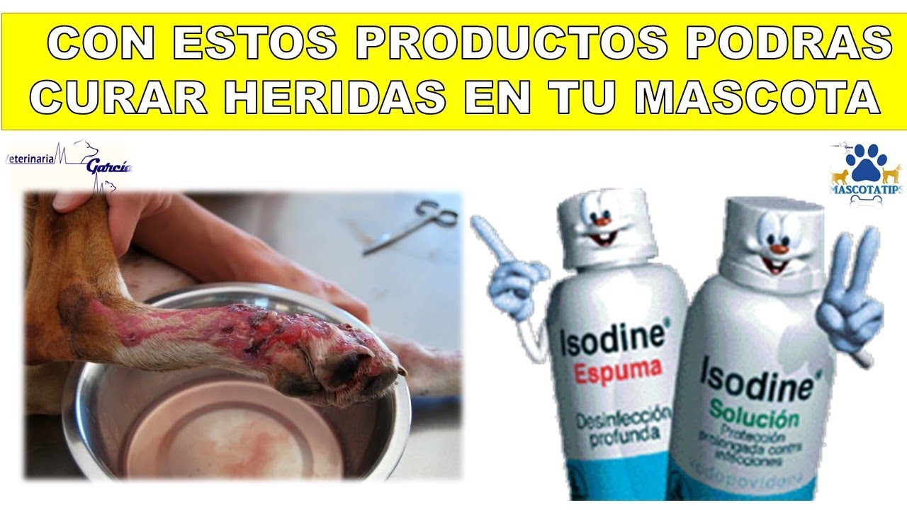 ¿CON QUE PUEDES DESINFECTAR LAS HERIDAS EN MASCOTAS