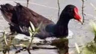 Download lagu dekut burung tiung#mantap# mp3