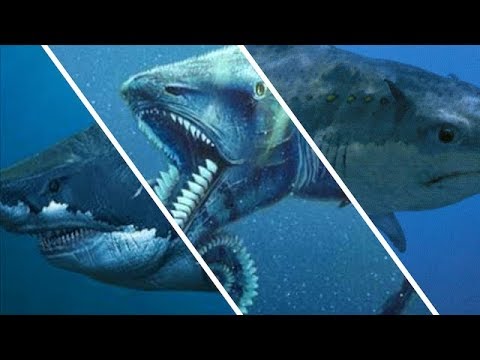The Biggest Sharks of All Time / Documentary