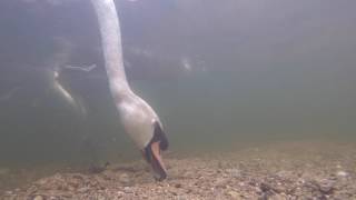 Underwater filming of a family of Mute Swans Feeding in the River Avon