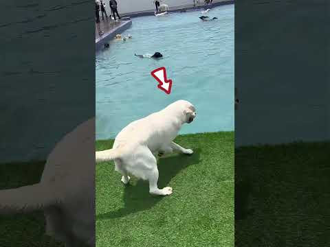 This dog met a pool for the first time ❤️