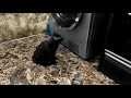 The Cat Looks At The Washing Machine