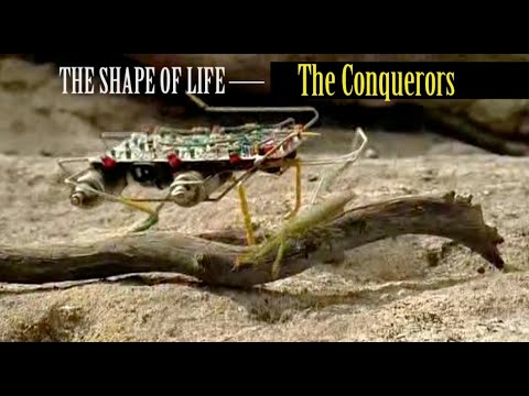 The Shape of Life - 5 of 8: The Conquerors (Arthropods)