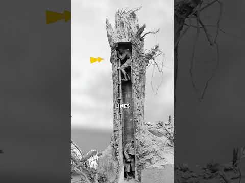 The fake trees of World War I