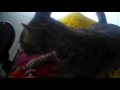 Kucing Pijat Majikan