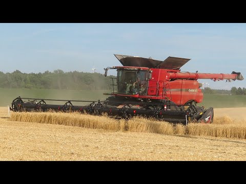 Wheat Harvest 2020 | 2 Case IH 8240 Combines Harvesting Wheat | Ontario, Canada