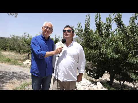 Ciliegie di Chiusa Sclafani, Azienda Caronia Vellino: la ciliegia più buona d'Italia.