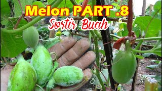 Tutorial Tani Menanam MELON dI Polybag  SORTIR BUAH   PART 8