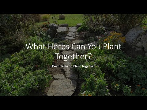 image-Can you plant Mint with other plants?