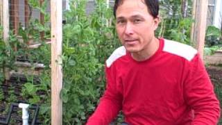 Why grow in Raised Garden Beds? What Size should I build a Raised Bed?