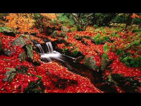 Relaxing Music Jason Todd Santo Healing Rory Hubera Reese Bowma Kamila Erik Pope