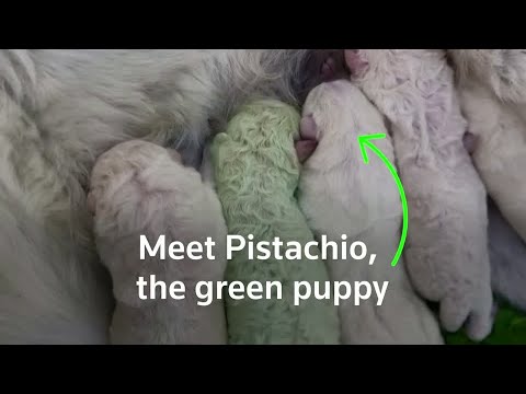 難忘的毛皮在撒丁島出生的綠毛小狗 (Unfur-gettable: Puppy with green fur born in Sardinia)