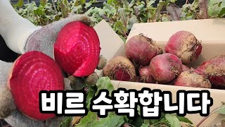 레드비트 수확 보기만 해도  건강해지는 느낌