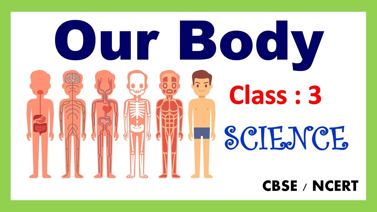Our Body | Class : 3 | Science | EVS | CBSE / NCERT | Organ System |  Our Amazing Body