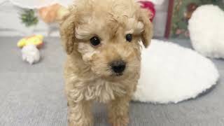 ハーフ犬の動画01