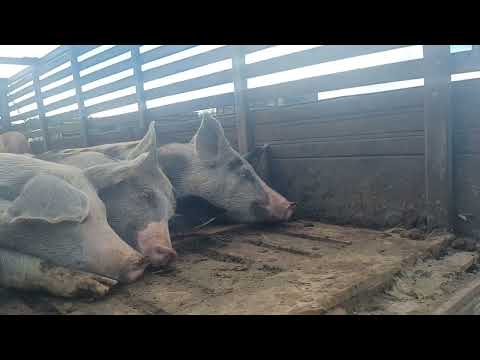 PORCO BODE E OVELHA NA FEIRA DO GADO DE VENTUROSA  - PE