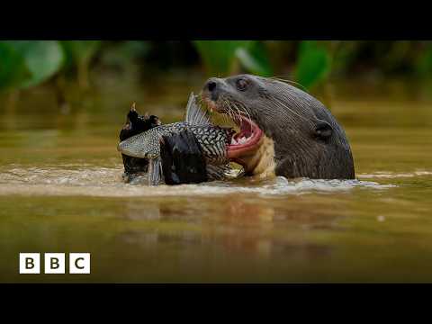 Watch giant river otters learn to fish | BBC Global