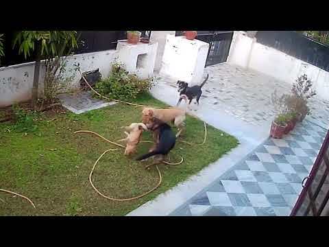 Gang of street dogs attacked pet dog. No mercy. Tragic ending.