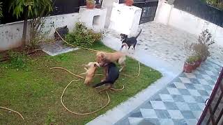 Gang of street dogs attacked pet dog. No mercy. Tragic ending.