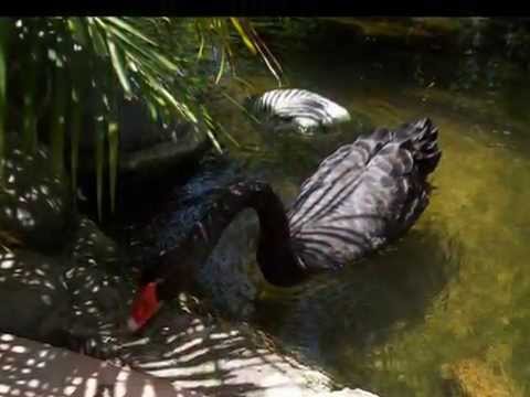 TE LODIAMO TRINITA' - Gruppo "Magnificat"