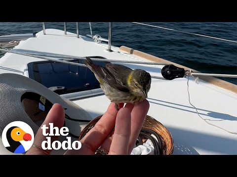 Little Land Bird Surprises Woman In The Middle Of The Ocean | The Dodo