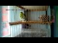 Пение лесных птиц ,чижик ,siskin, Carduelis spinus 