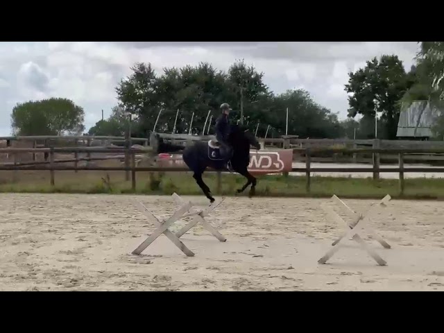 Magnifique m&acirc;le d&rsquo;avenir pour le CSO ou CCE 