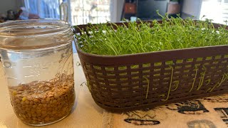 Sprouting Lentils