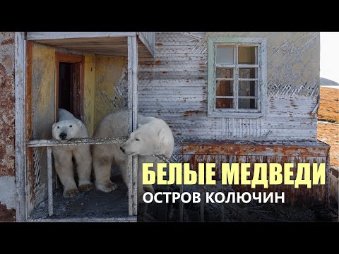 Белые медведи, которые живут на полярной базе