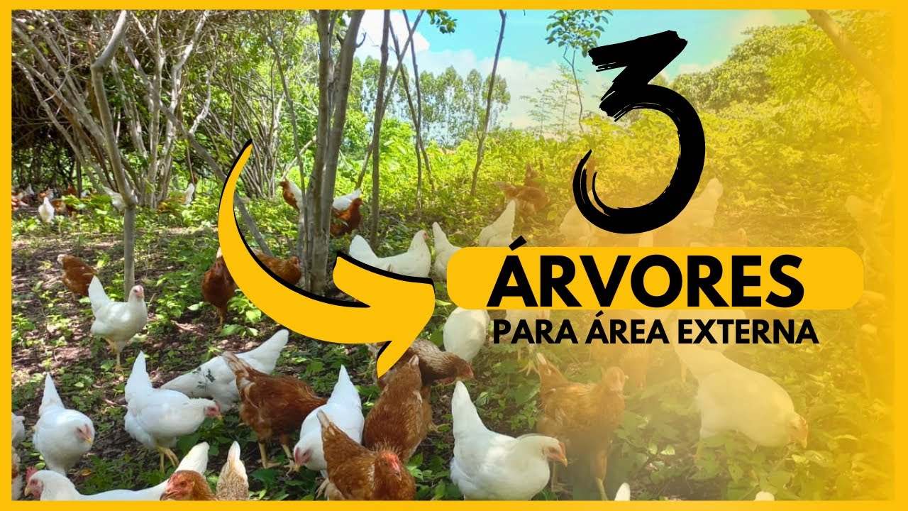 3 Árvores para área de pasto das galinhas caipiras